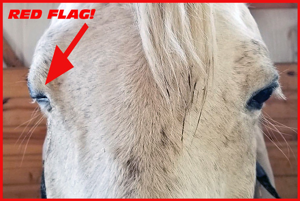 Equine Immune-Mediated Keratitis (IMMK) IMMK