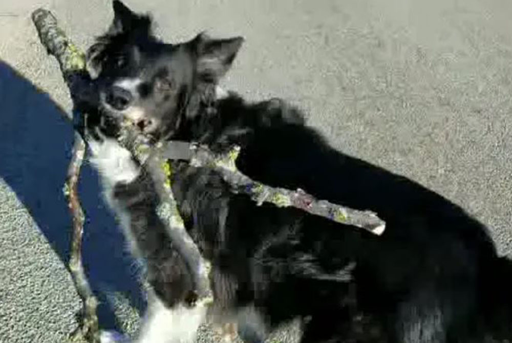 And the Drama Continues ReillyStick