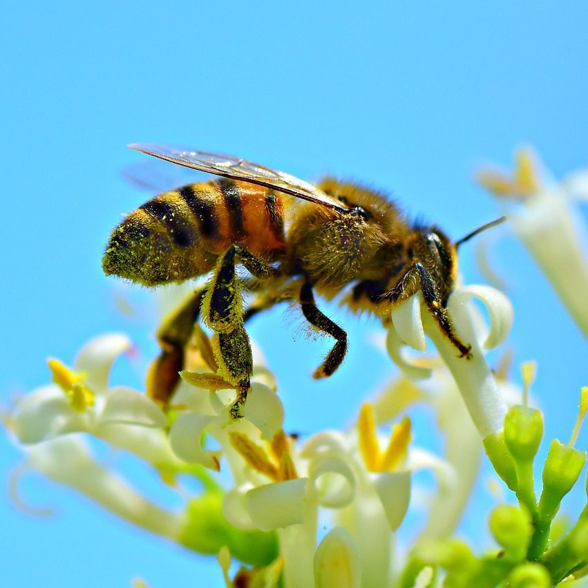 honey bee, insect, animal