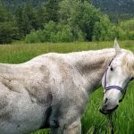 Homestead Meadows 2021 Homestead_F